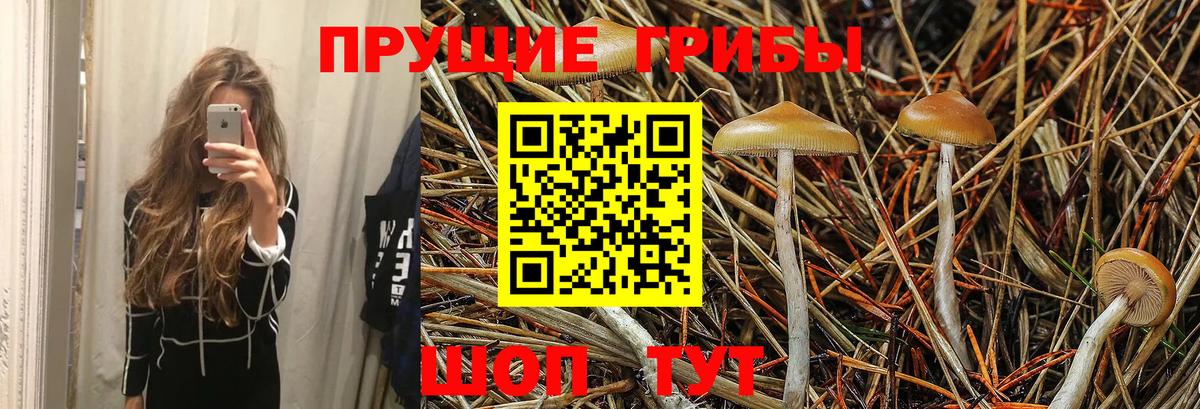 Галлюциногенные грибы MAGIC MUSHROOMS  Вход с VPN  Красногорск  где можно купить   Галлюциногенные грибы MAGIC MUSHROOMS 